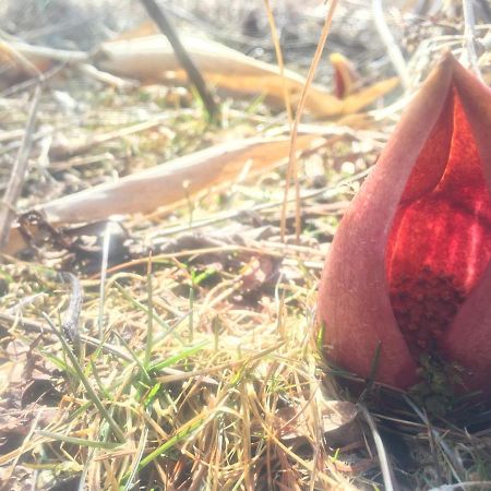 Pension Wildflowers Татесина Экстерьер фото