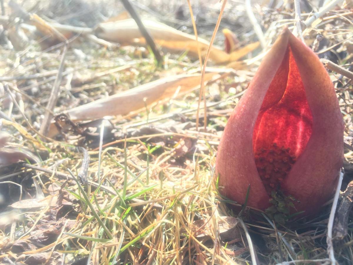 Pension Wildflowers Татесина Экстерьер фото