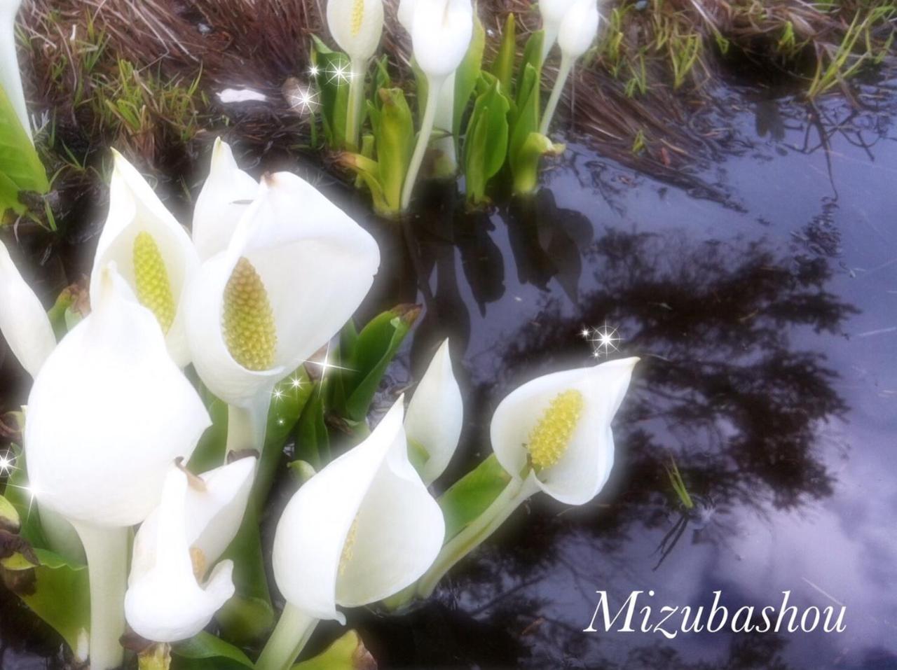 Pension Wildflowers Татесина Экстерьер фото